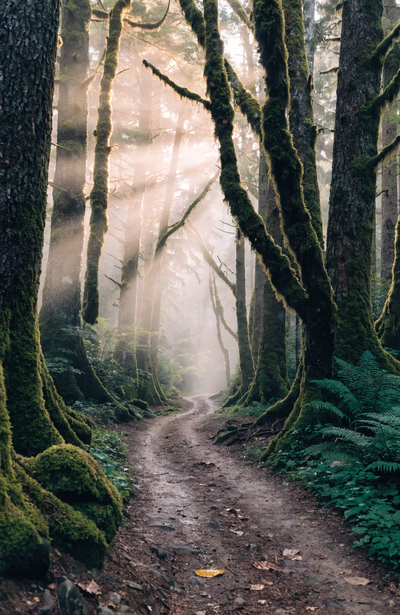 A Winding Narrow Dirt Path Leading Deeper Into A D