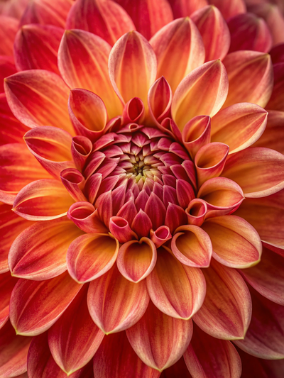 An Extreme Close Up Of A Single Large Dahlia Flowe